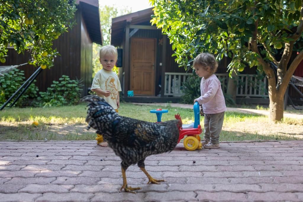 Гостевой дом «Caretta Caretta Pension» фото 9