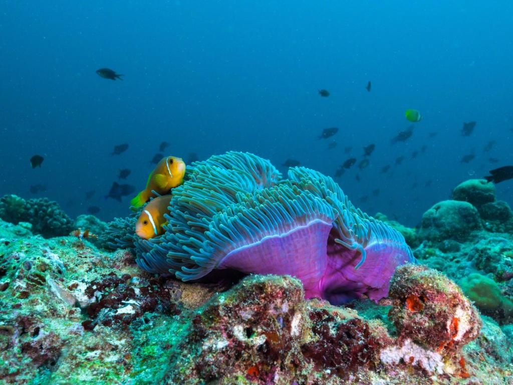 The Nautilus Beach & Ocean Houses Maldives фото 88