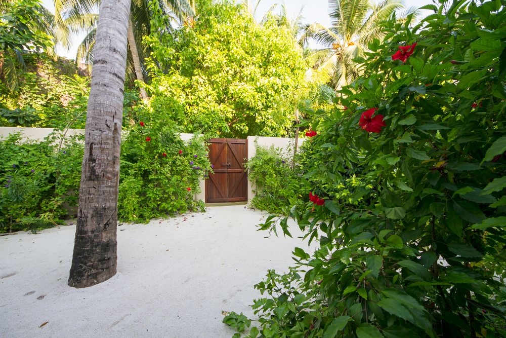 Summer Island Maldives фото 153