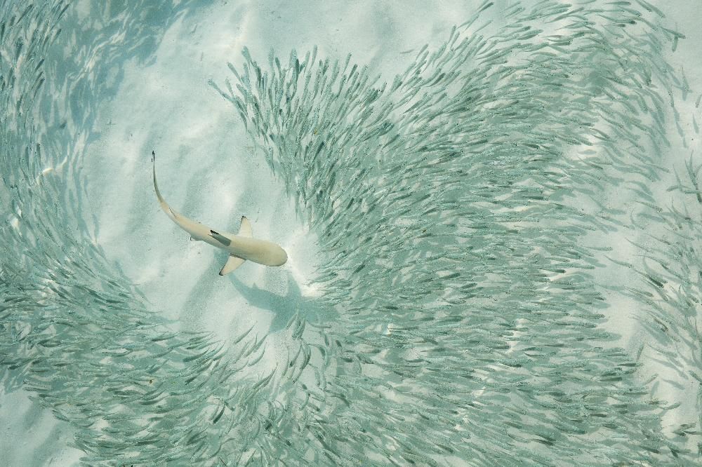 Sun Siyam Iru Fushi фото 110