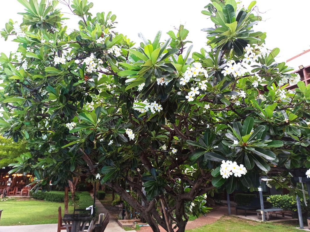 Basaya Beach Hotel & Resort фото 45