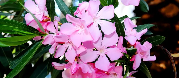 Фото отеля Elysium Hotel