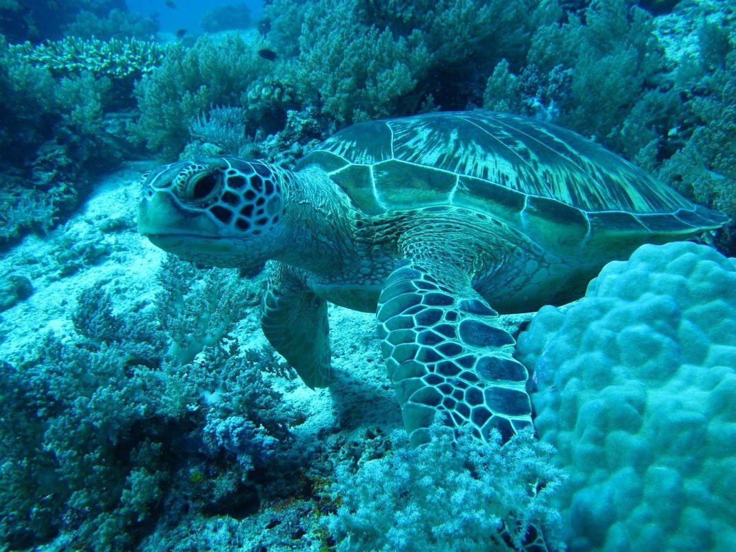 Balicasag Island Dive Resort фото 9