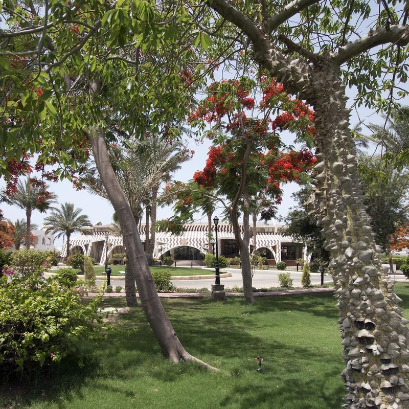 Swiss Inn Resort Dahab фото 78