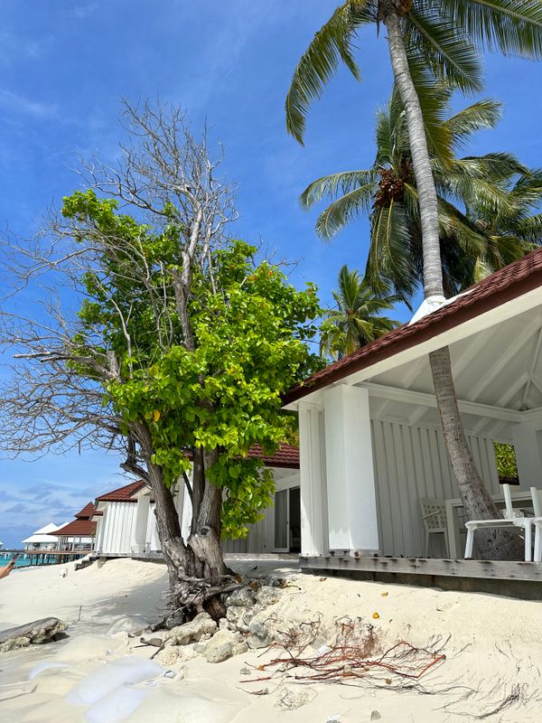 Diamonds Thudufushi Maldives фото 21