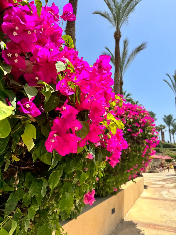 Grand Rotana Resort & Spa фото 88