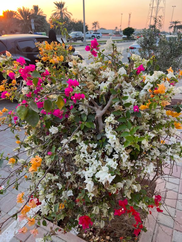 Al Bustan Hotel фото 35