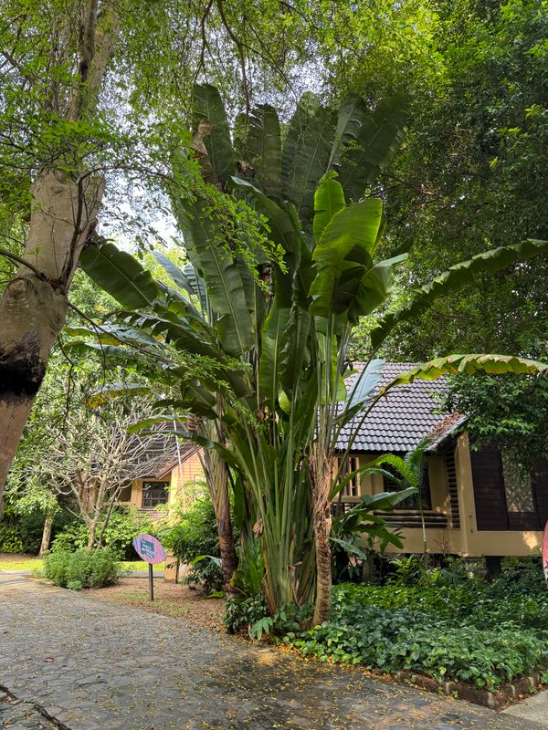 Botany Beach Resort фото 39