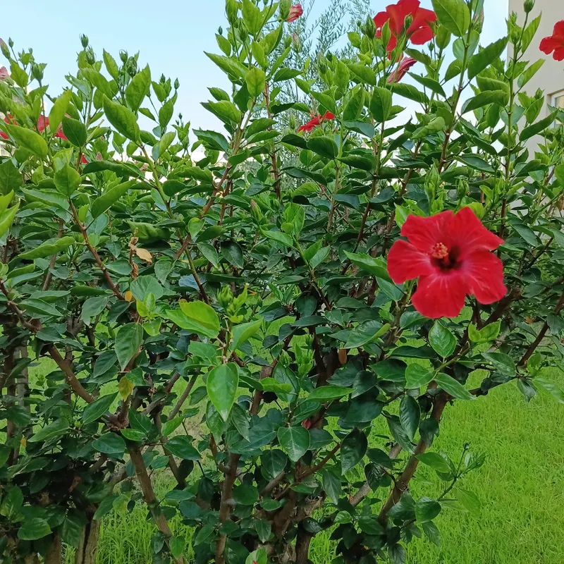 Club Wasa Holiday Village Hotel фото 61