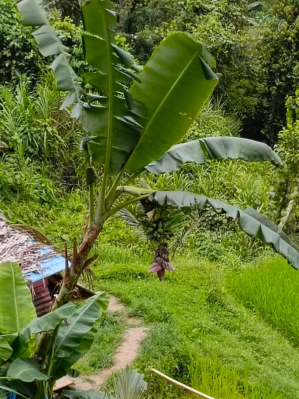 Mercure Bali Nusa Dua фото 82
