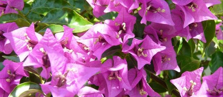 Фото отеля Viras Hotel