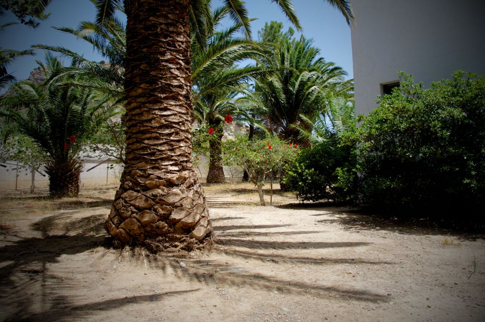 Avra Palm фото 6