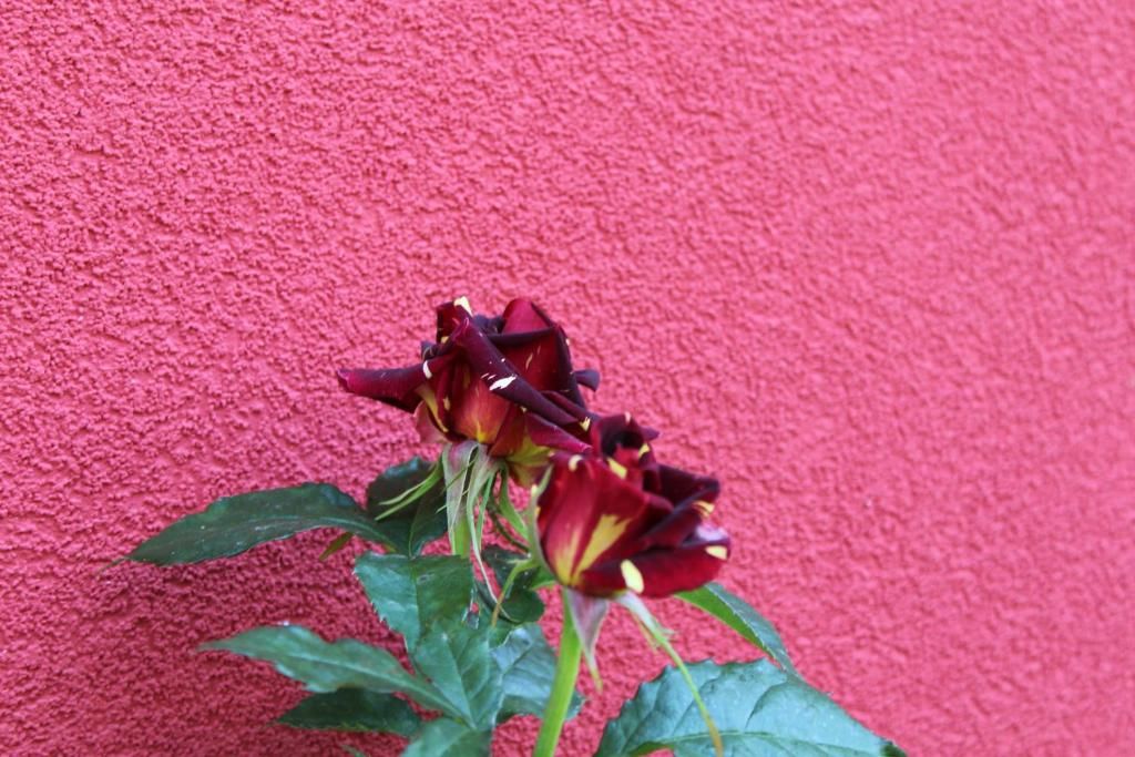 Guest House Bordo фото 14