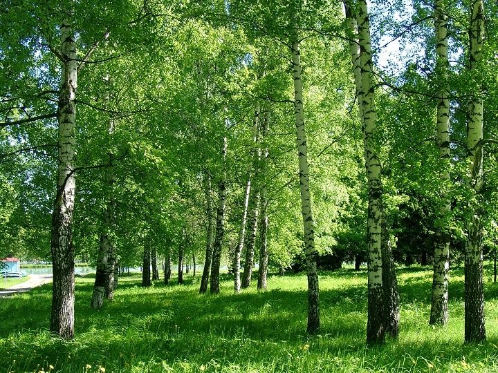 Парк-отель «Sofrino Park Hotel» фото 71