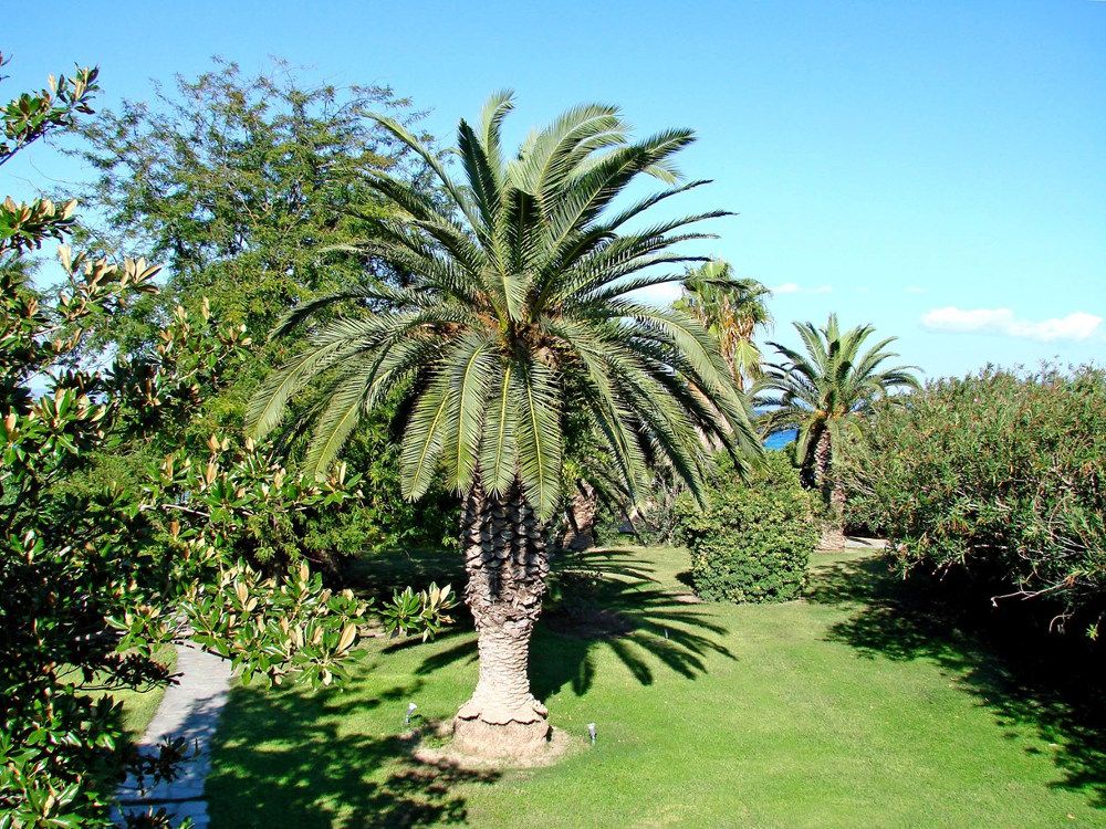 Kassandra Palace Hotel & Spa фото 16