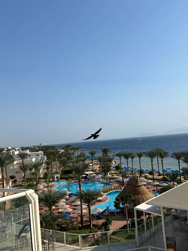 Pickalbatros Royal Grand Resort Sharm El Sheikh (Adults Only) фото 109
