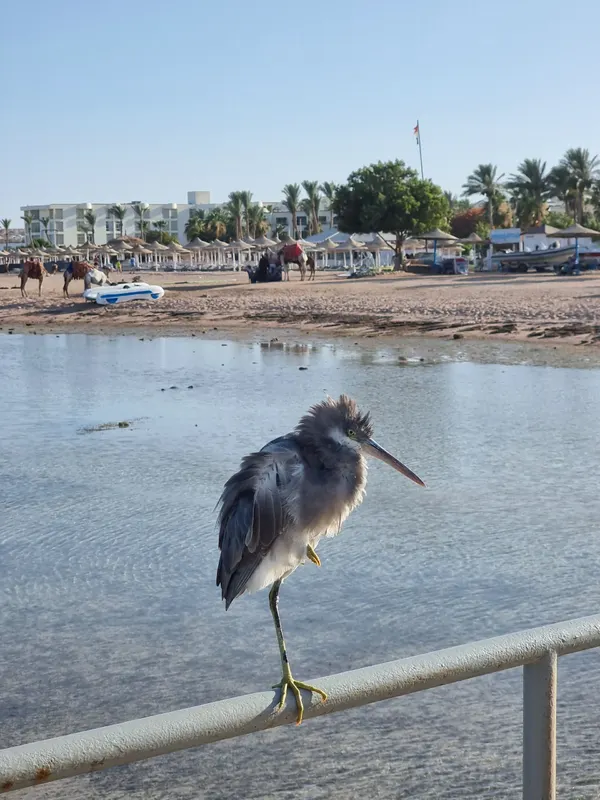 Edge Rotana Sea Beach фото 139
